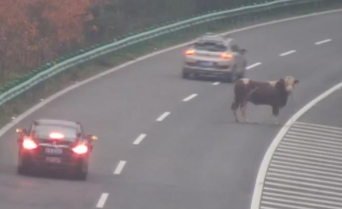 待宰黃牛發(fā)狂沖上高速，民警開槍擊斃