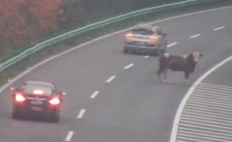 待宰黃牛發(fā)狂沖上高速，民警開槍擊斃