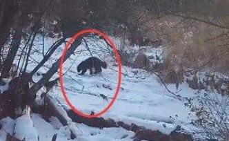 大興安嶺地區(qū)拍攝到國(guó)家一級(jí)保護(hù)動(dòng)物貂熊活動(dòng)影像