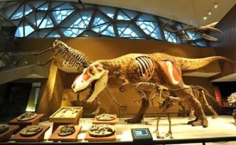 上海自然博物馆探秘，人能在自然里找到答案