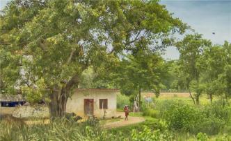 錢青:夢中的秘境藍(lán)毗尼田園詩