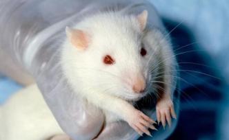 比虐待實驗動物更殘忍的是，等它們白白犧牲后再篡改實驗數(shù)據(jù)