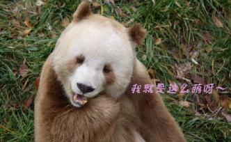 多圖丨全球唯一圈養(yǎng)棕色大熊貓“七仔”被終身認養(yǎng)