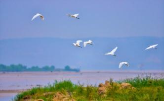 隨攝影師鏡頭看一看，這些在溫縣生活的珍稀鳥(niǎo)類