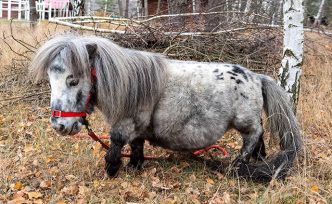 早安·世界｜世界最矮雄马！快来围观波兰这匹马的小短腿