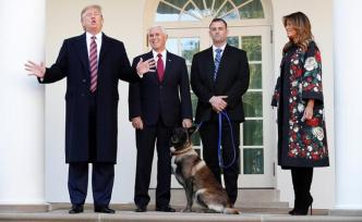 特朗普白宮接見(jiàn)軍犬“柯南”，協(xié)助抓捕IS頭目巴格達(dá)迪有功