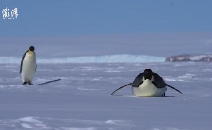 南極行｜請注意，兩只胖企鵝向你滑來