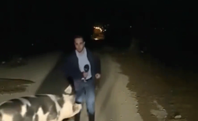 希臘記者直播連線遇“豬襲”:有麻煩了