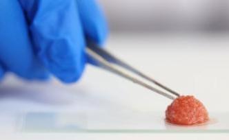 未来哪种“人造肉”最终会占领餐桌？ 