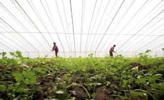 進(jìn)城農(nóng)戶是否應(yīng)放棄承包地？韓長賦：尊重意愿，不搞強(qiáng)迫命令