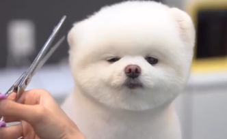 问吧精选 | 吸猫撸狗成瘾，是病、得治？