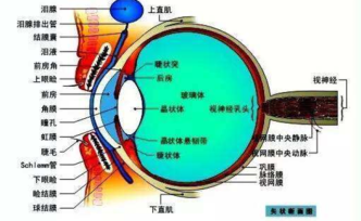 眼科专家谈“女童眼睛被塞几十张纸片”：不可能，不科学