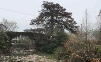 215歲古樹枯死，居民申請(qǐng)作標(biāo)本被拒