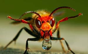 貴州祖孫3人被野蜂蟄，12小時輾轉(zhuǎn)5醫(yī)院“沒藥”不治身亡