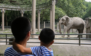大象夫婦上海共慶結婚40周年：母象已生8胎，愛吃窩窩頭