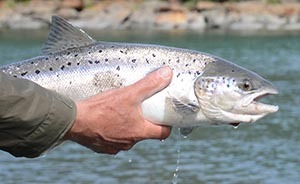 鱼类“埃博拉”威胁水产养殖，整条挪威三文鱼出口中国被禁