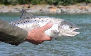 三文鱼染病不会传染人类，挪威称中国进口禁令只是“警告”