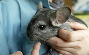 深圳罗湖海关截获56张龙猫皮，一件皮草需杀100多只龙猫