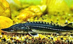 長江水庫群惹的禍：活了1.4億年，中華鱘首次沒發(fā)現(xiàn)自然繁殖