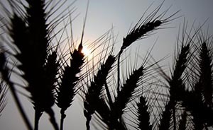 江西一村干部被指冒用他人名字套取國家十多萬元糧食補(bǔ)貼