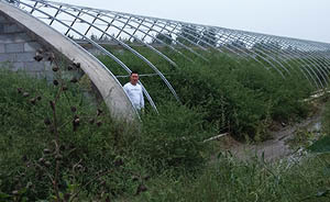 上百家施工隊陷蔬菜大棚騙局，陜西華縣三千畝良田變荒草地