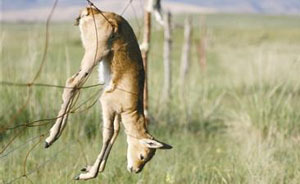 带刺围栏频频挂死高原羚羊，生态学者呼吁拆除 