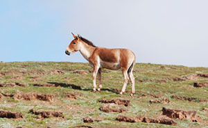 虐殺藏野驢在網(wǎng)上炫耀，兩名犯罪嫌疑人被逮捕