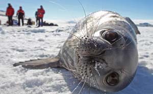 怎么去南极？除了钱还要有行动力！