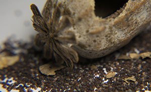 延安警方回應(yīng)“吃面皮被拘事件”：誤食毒品不以吸食毒品處理