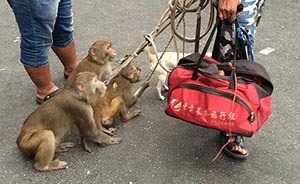 河南耍猴人外省被拘續(xù)：協(xié)會(huì)會(huì)長(zhǎng)稱“有罪判決”生效后將申訴