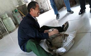 河南耍猴人稱子女學(xué)費靠獼猴賺，指黑龍江警方打人遭對方否認(rèn)