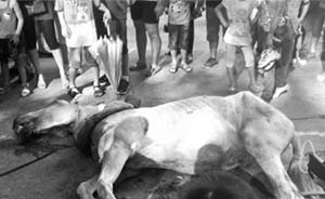 深圳野生動物園一拉客馬匹猝死，事發(fā)時(shí)馬車上坐著多位乘客