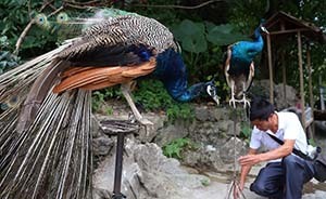 世界動物日,它們依舊在“用生命取悅游客”