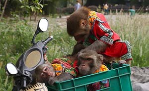 围观黄金周之动物眼中的黄金周：“我的世界人类不懂”