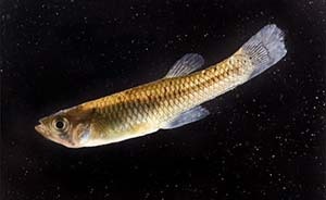 廣州投放食蚊魚應(yīng)對(duì)登革熱，引發(fā)外來(lái)物種入侵擔(dān)憂