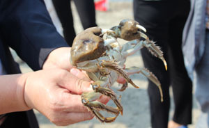 上?！暗咎镄贰鄙鲜辛?，本地蟹年產(chǎn)萬噸僅占市民消費量1/6