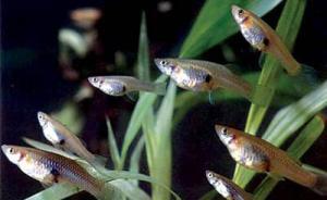 廣州投食蚊魚引發(fā)物種入侵擔(dān)憂，回應(yīng)稱適量投放不影響生態(tài)