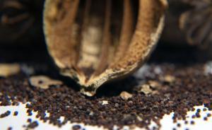 男子吃面皮被拘續(xù)：陜三地食品被檢出添罌粟粉，食藥部門排查