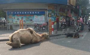 多地頻發(fā)乞丐帶駱駝乞討，城管等部門稱無執(zhí)法依據(jù)只能勸阻