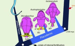 雄性的小雞雞和3億年前的小魚