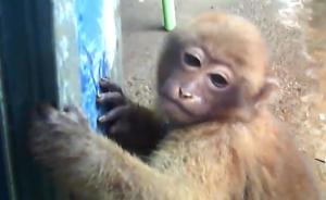 暗訪|云南邊境通道現(xiàn)盜賣食用野生動物集市，獼猴被宰殺兜售