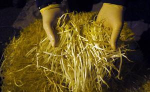 豆芽食品安全新标准草稿征求意见： “毒豆芽”有望正名