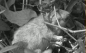 廣州4男1女為“贖罪”在農(nóng)村放生千只老鼠，或被行政拘留