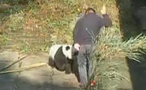 “飼養(yǎng)員拍打熊貓幼崽”惹眾怒，官方：本為規(guī)范熊貓不良行為