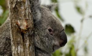 如果中美對抗，澳大利亞會幫誰？