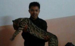 “豹貓”為家貓說法遭專家質(zhì)疑，廣西賓陽稱不是最終結(jié)論