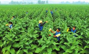 国家烟草专卖局局长发声：应避免控烟的“绝对化扩大化”