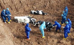 現(xiàn)代牧業(yè)危機(jī)調(diào)查：“后三聚氰胺”時(shí)代，萬頭牧場模式遇重挫