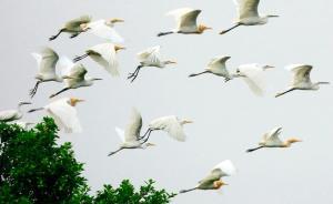 英学者：所谓“中国清廉指数排名下降”只因民众开始关注反腐