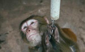 環(huán)球時(shí)報(bào)：有關(guān)部門朝三暮四折騰春節(jié)假，公眾又不是猴子